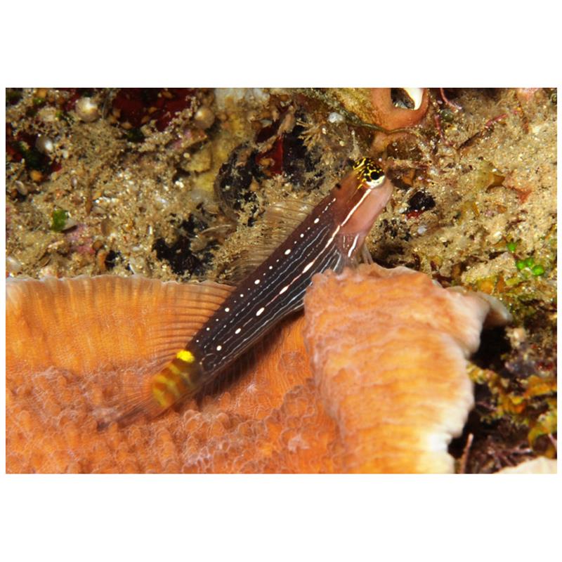 Ecsenius pictus - imagine 4